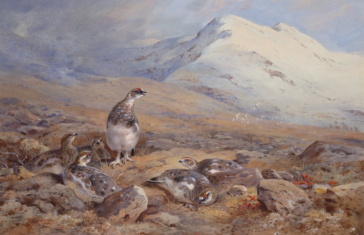 Na ziemi Ptarmigan (akwarela) autorstwa Archibald Thorburn