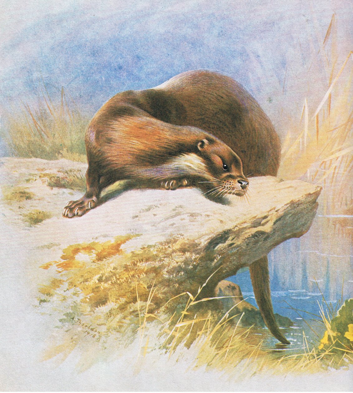 Wydra, wyd. przez Book Club Associates, 1972 autorstwa Archibald Thorburn