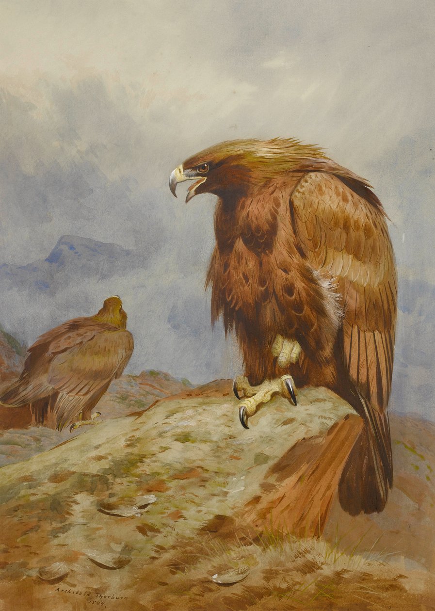 Para Złotych Orłów autorstwa Archibald Thorburn