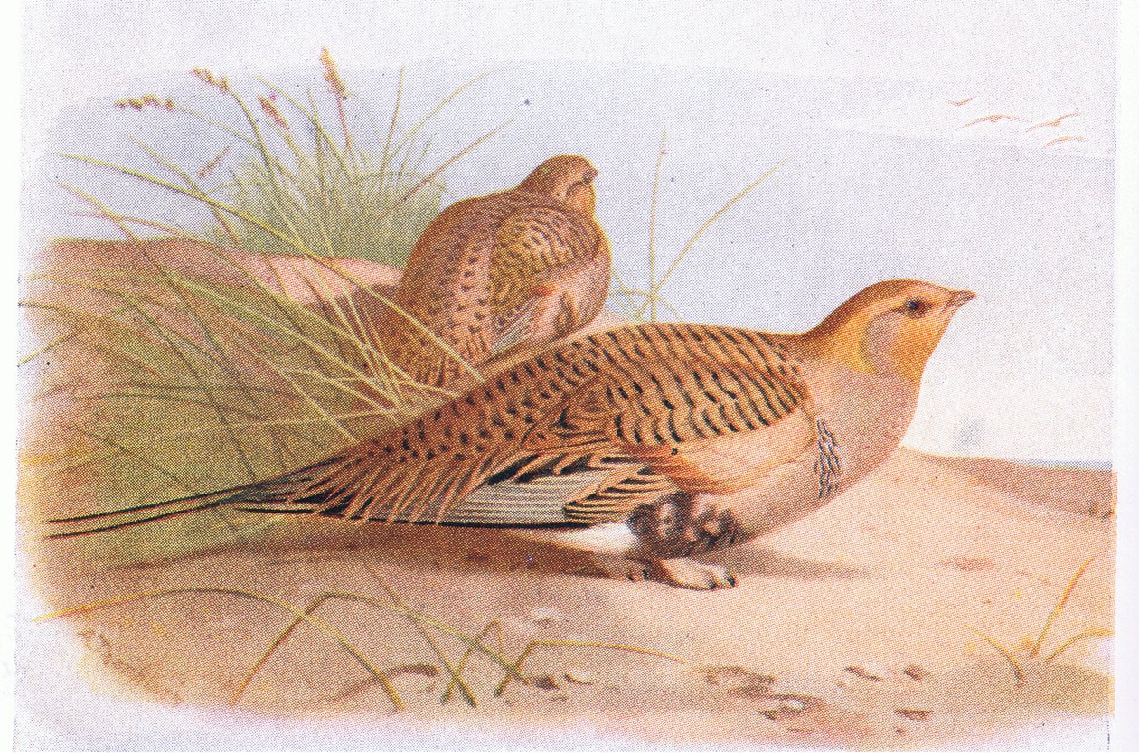Pallass Sand Grouse , z Birds of the British Isles and Their Eggs opublikowanej przez Frederick Warne & Co Ltd, 1958 autorstwa Archibald Thorburn