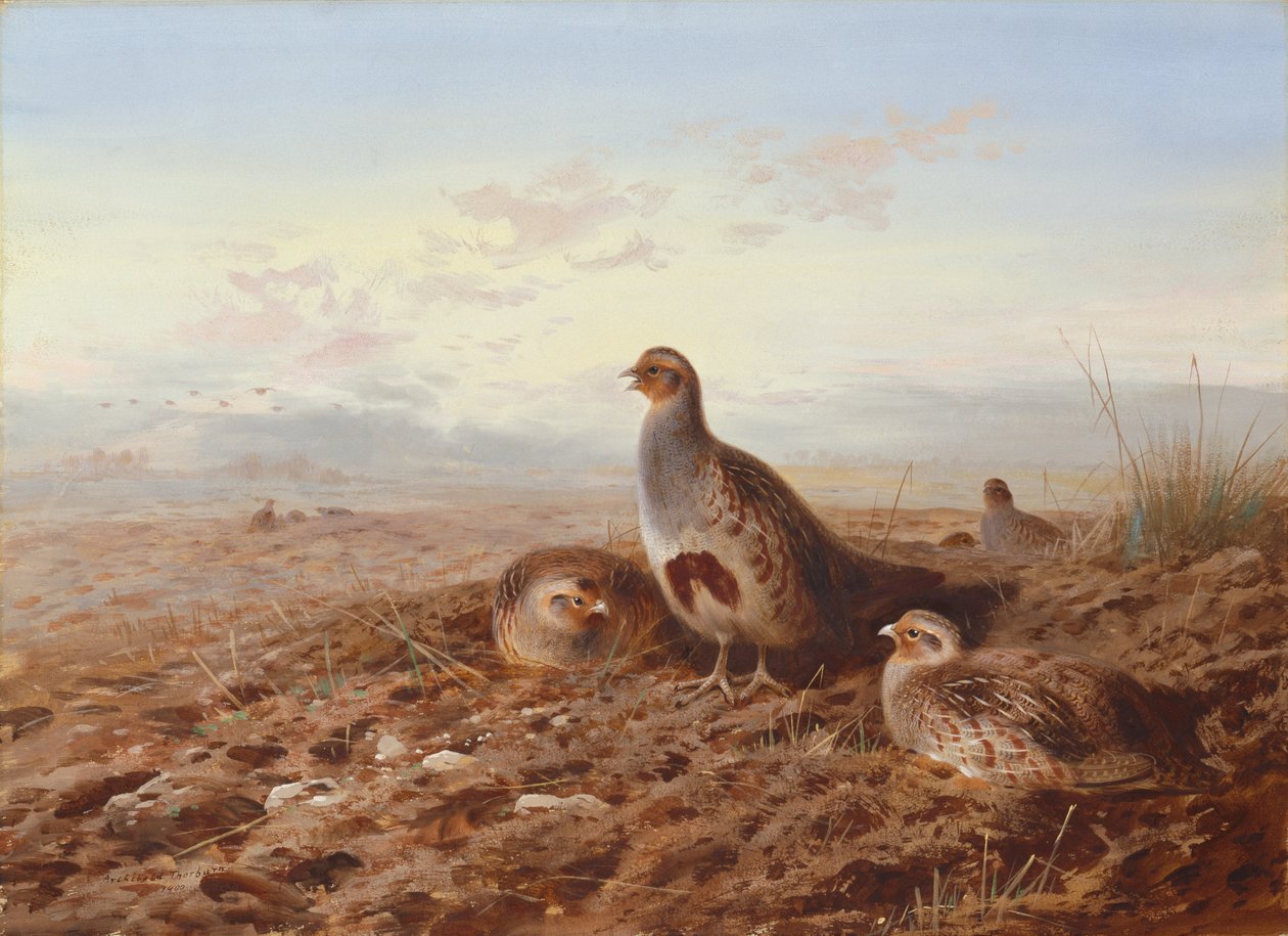 Kuropatwy wśród ścierniska autorstwa Archibald Thorburn