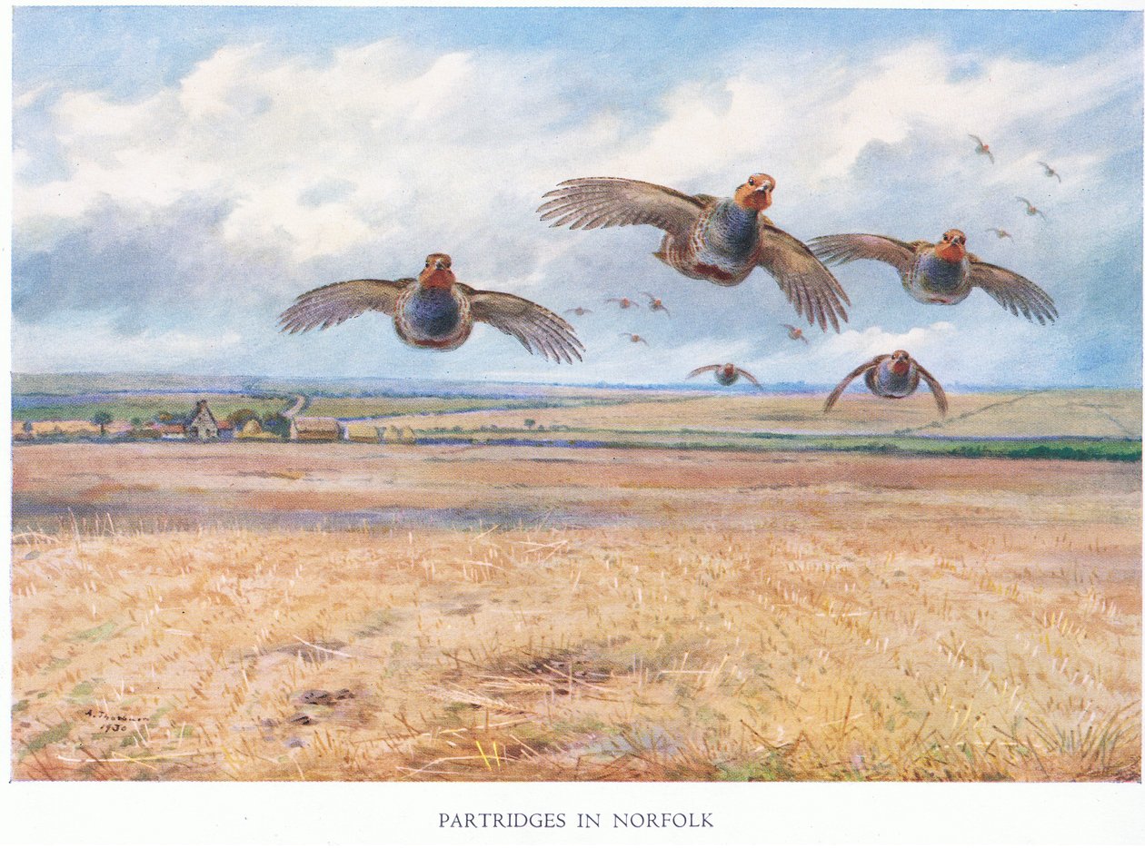 Kuropatwy w Norfolk, 1938 autorstwa Archibald Thorburn