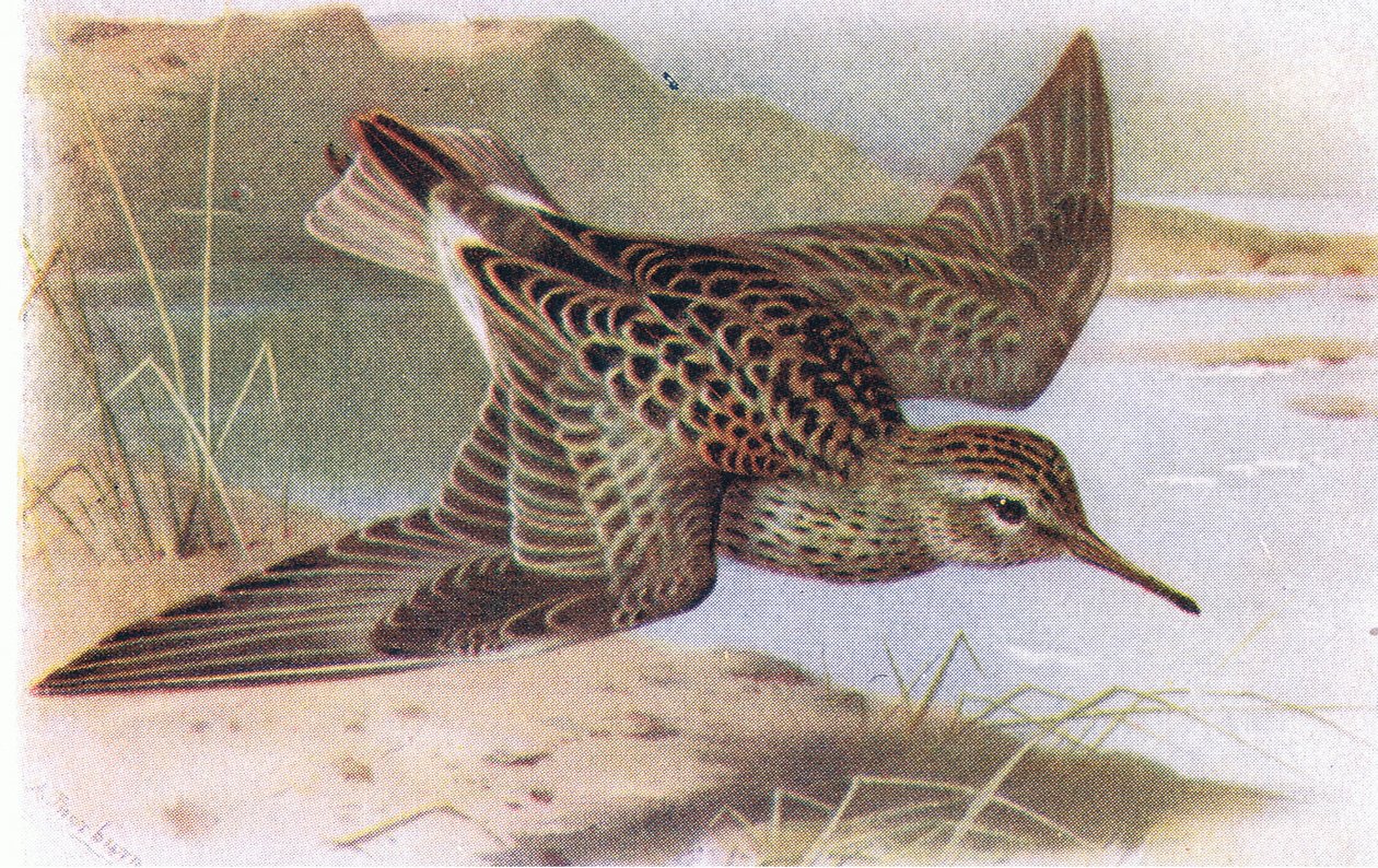 Pectoral Sandpiper, z Birds of the British Isles and Their Eggs, opublikowany przez Frederick Warne & Co Ltd, 1958 autorstwa Archibald Thorburn