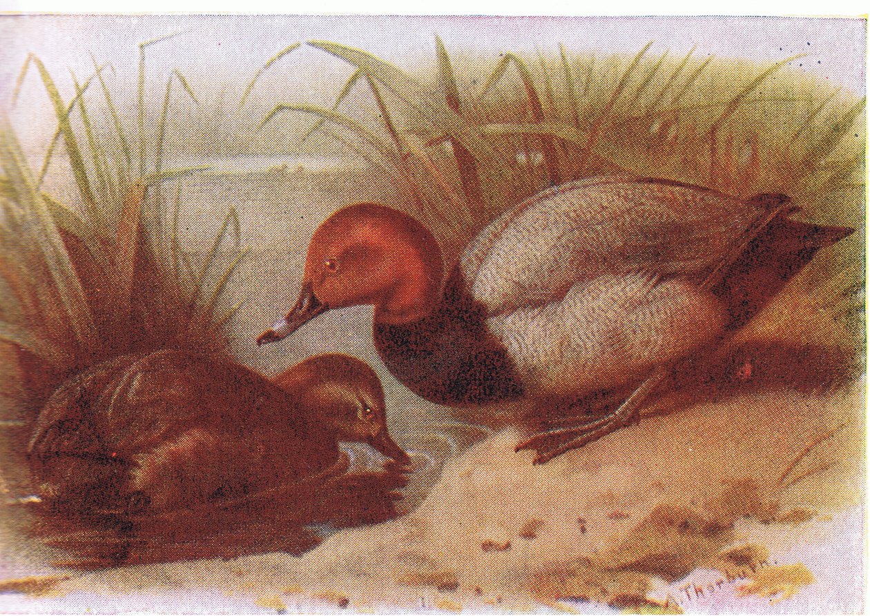 Sardynka autorstwa Archibald Thorburn