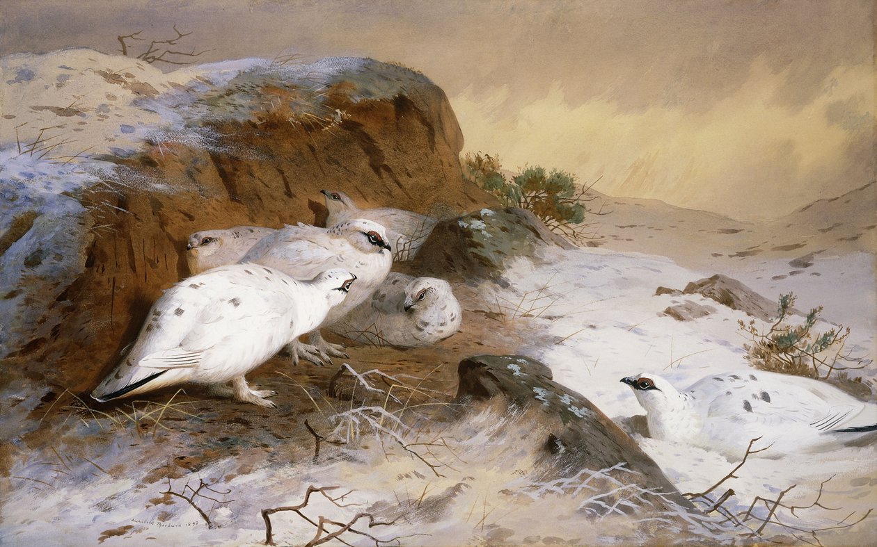 Ptarmigan w śniegu autorstwa Archibald Thorburn