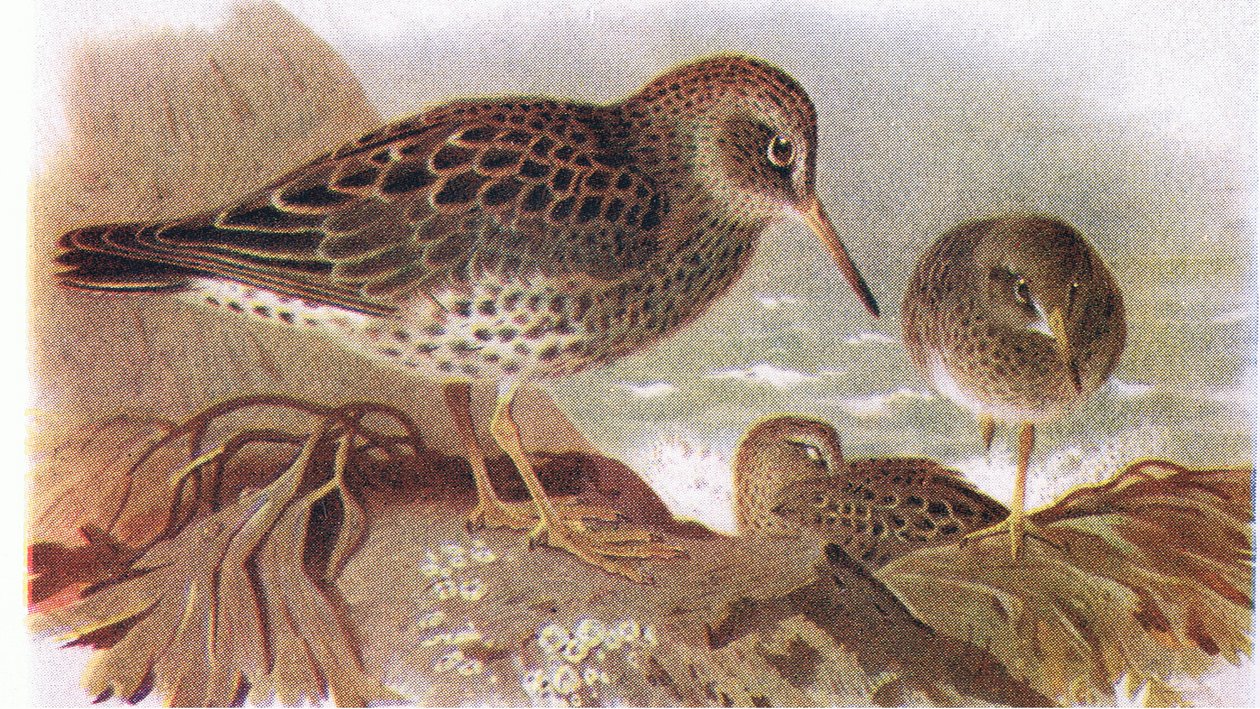 Purple Sandpiper, z Birds of the British Isles and Their Eggs opublikowanej przez Frederick Warne & Co Ltd, 1958 autorstwa Archibald Thorburn