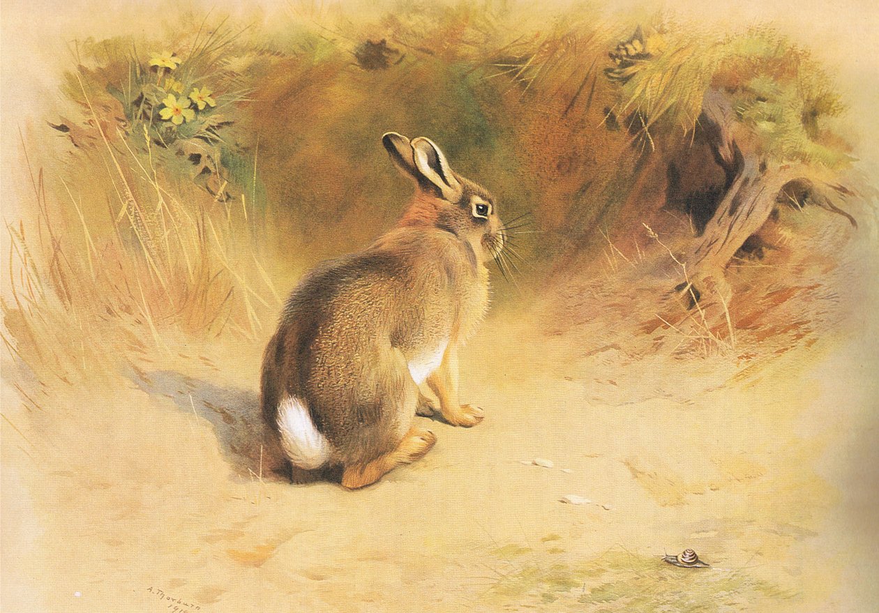 Królik, z Thorburns Mammals wydanej przez Longmans and Co, c. 1920 autorstwa Archibald Thorburn