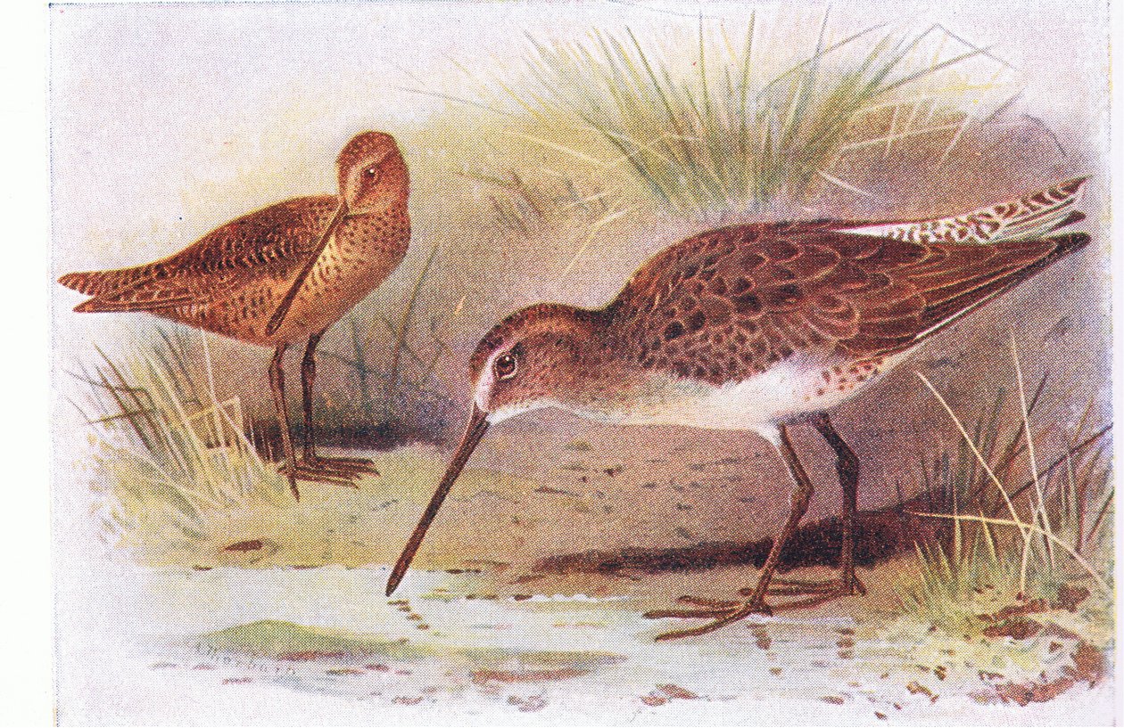 Red Breasted Snipe, z Birds of the British Isles and Their Eggs opublikowanej przez Frederick Warne & Co Ltd, 1958 autorstwa Archibald Thorburn