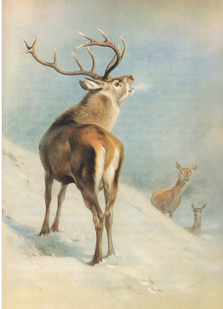 Red Deer, z książki Thorburn