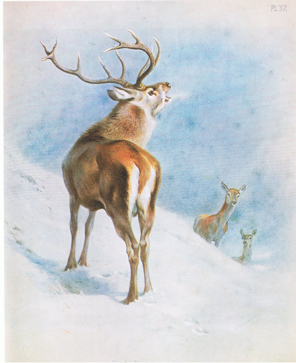 Czerwony Jeleń, wyd. przez Book Club Associates autorstwa Archibald Thorburn