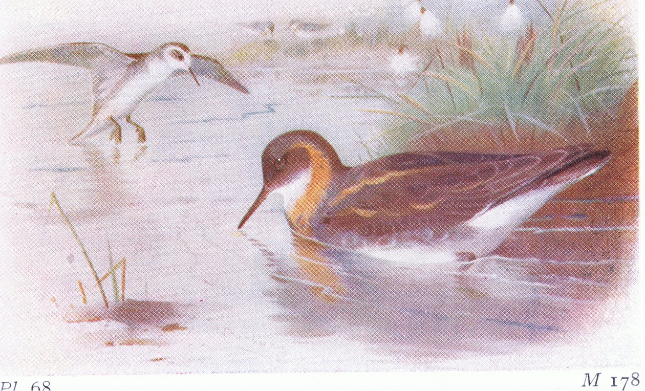 Phalarope Red Necked (lato i jesień), z Birds of the British Isles and Their Eggs opublikowanej przez Frederick Warne & Co Ltd, 1958 autorstwa Archibald Thorburn