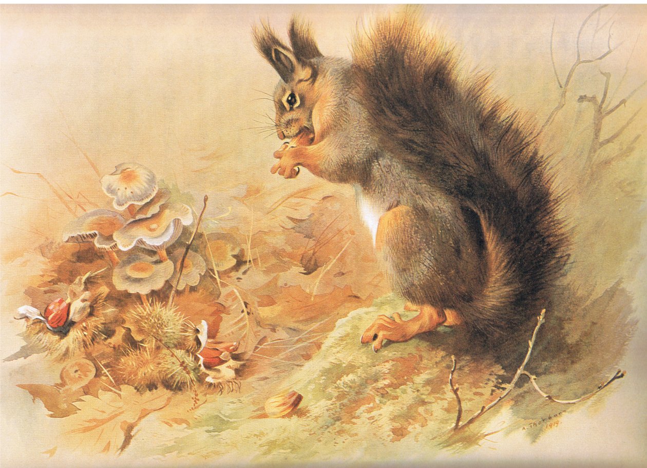 Red Squirrel, z książki Thorburn