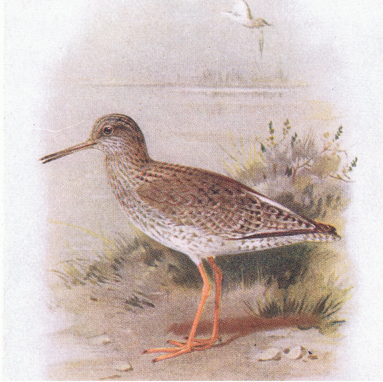 Redshank, z Birds of the British Isles and Their Eggs opublikowanej przez Frederick Warne & Co Ltd, 1958 autorstwa Archibald Thorburn