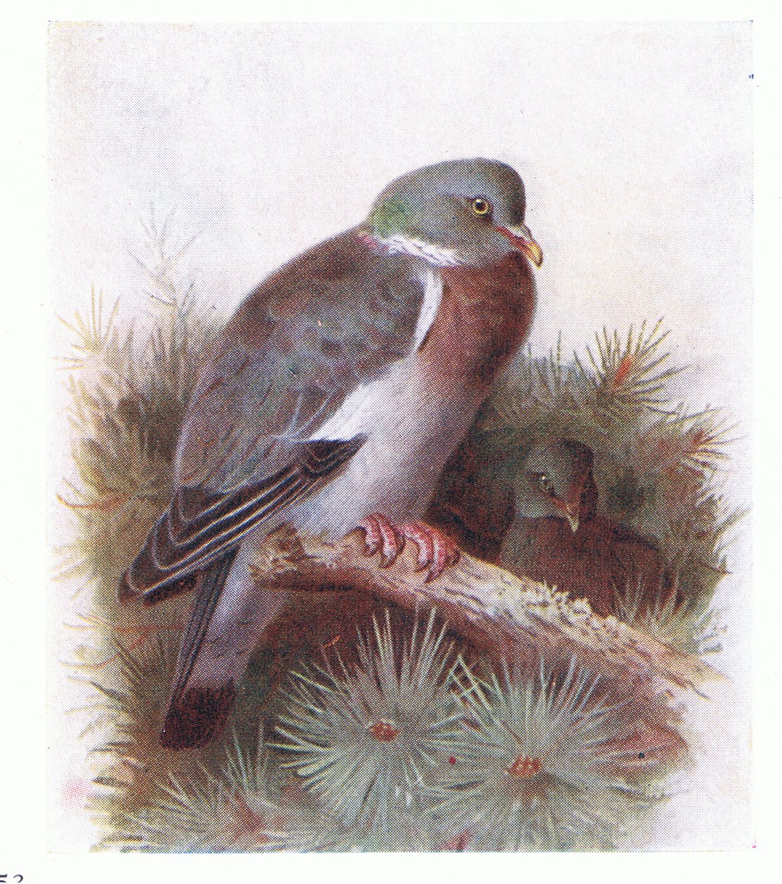 Ring Dove, z Birds of the British Isles and Their Eggs opublikowane przez Frederick Warne & Co Ltd, 1958 autorstwa Archibald Thorburn