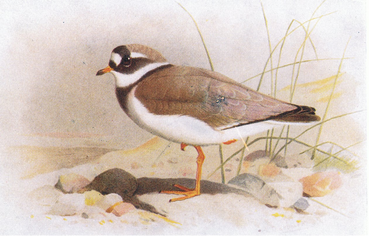 Sieweczka obrożna, z książki Birds of the British Isles and Their Eggs opublikowanej przez Frederick Warne & Co Ltd, 1958 autorstwa Archibald Thorburn
