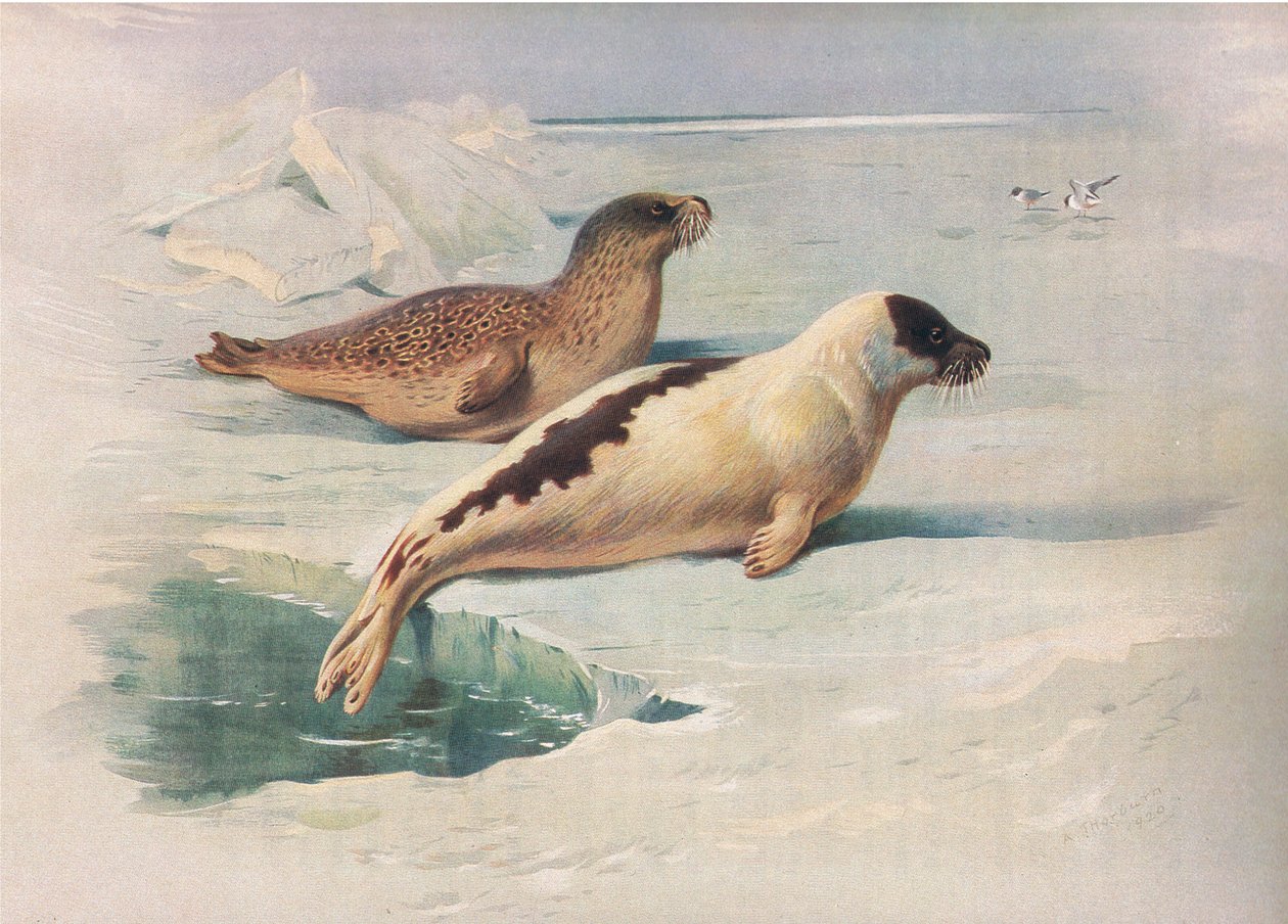 Ringed Seal and Harp Seal, z Thorburns Mammals wydanej przez Longmans and Co, ok. 1930 r. 1920 autorstwa Archibald Thorburn