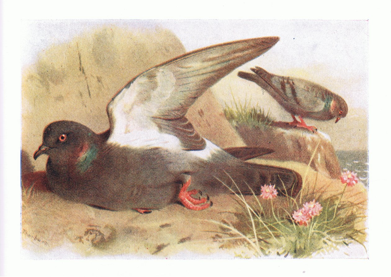 Rock Dove, z Birds of the British Isles and Their Eggs opublikowane przez Frederick Warne & Co Ltd, 1958 autorstwa Archibald Thorburn