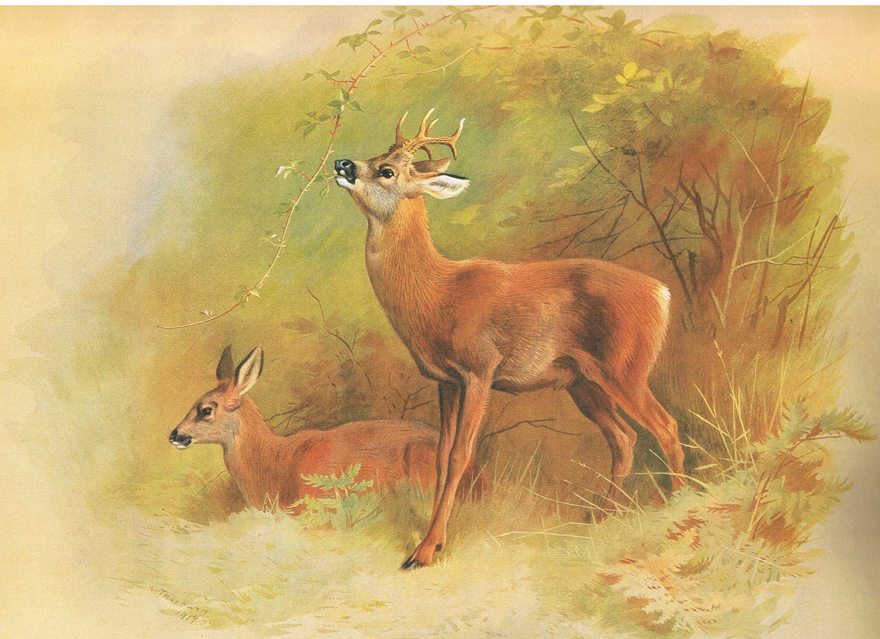 Roe Deer, z Thorburns Mammals opublikowanych przez Longmans and Co, ok. 1930. 1920 autorstwa Archibald Thorburn