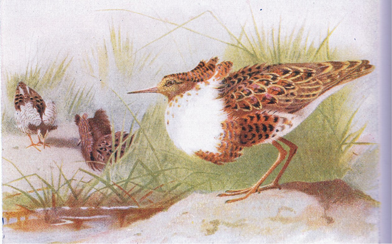 Ruffs i Reeves, z Birds of the British Isles and Their Eggs, opublikowane przez Frederick Warne & Co Ltd, 1958. autorstwa Archibald Thorburn