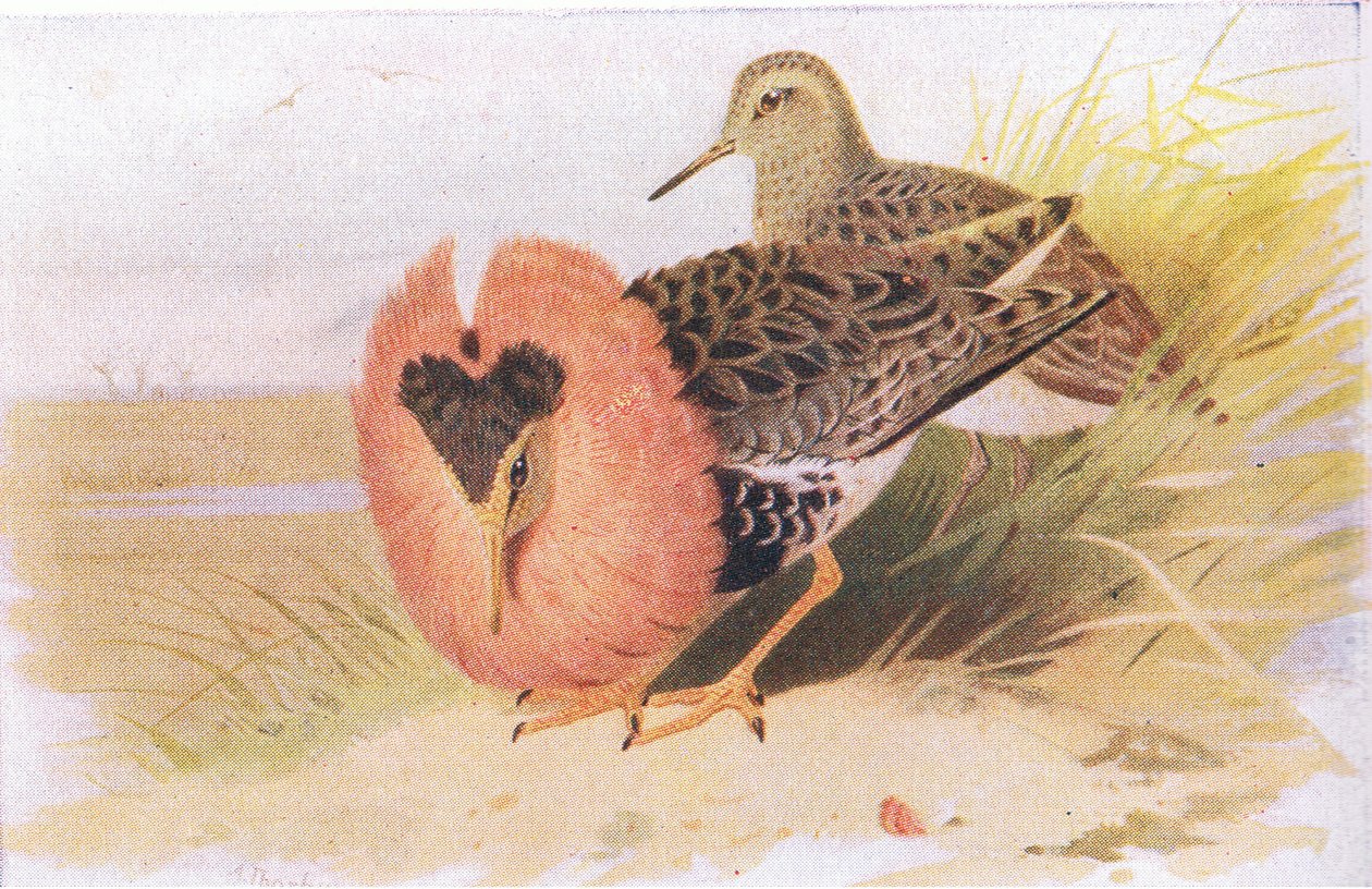Ruffs i Reeves, z Birds of the British Isles and Their Eggs, opublikowane przez Frederick Warne & Co Ltd, 1958. autorstwa Archibald Thorburn