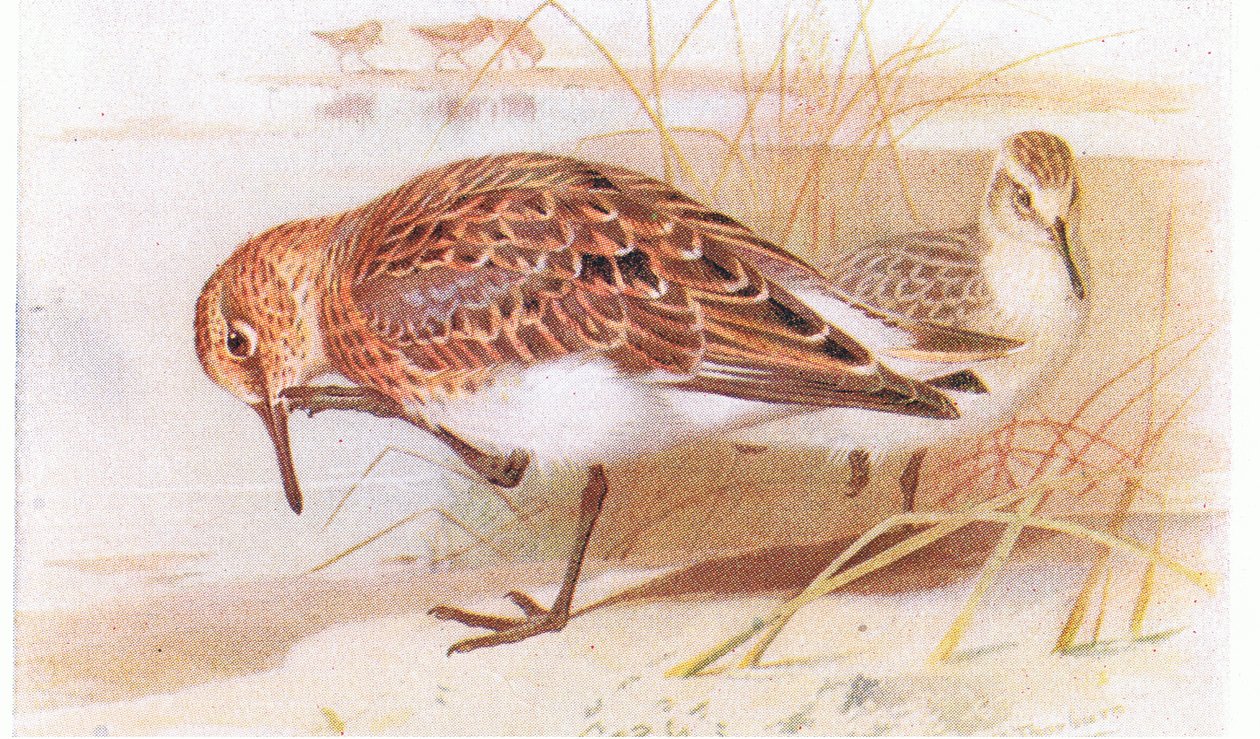 Sanderling, z Birds of the British Isles and Their Eggs opublikowane przez Frederick Warne & Co Ltd, 1958 autorstwa Archibald Thorburn