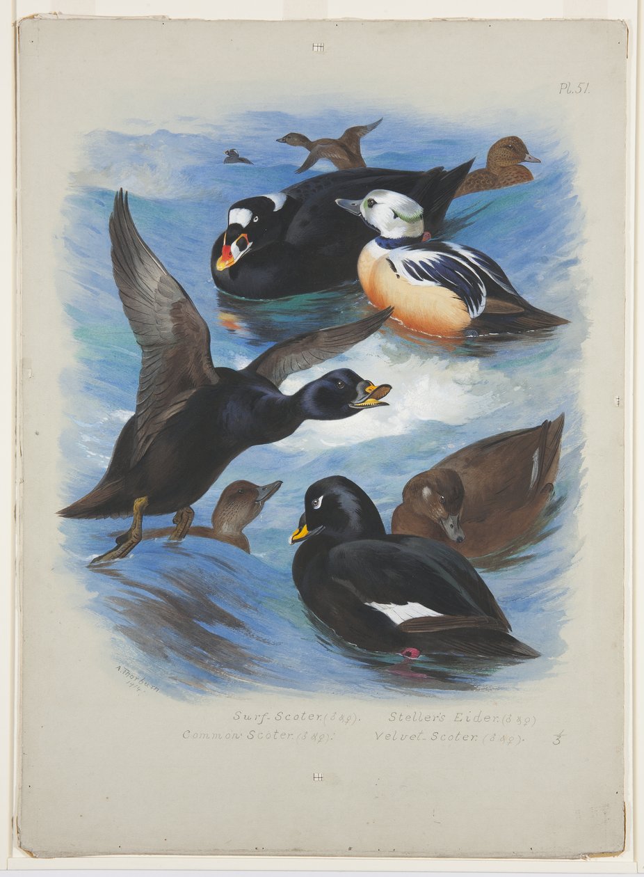 Eider edredonowy i edredonowy, ok. 1915 (akwarela i farba do ciała na ołówku na papierze) autorstwa Archibald Thorburn