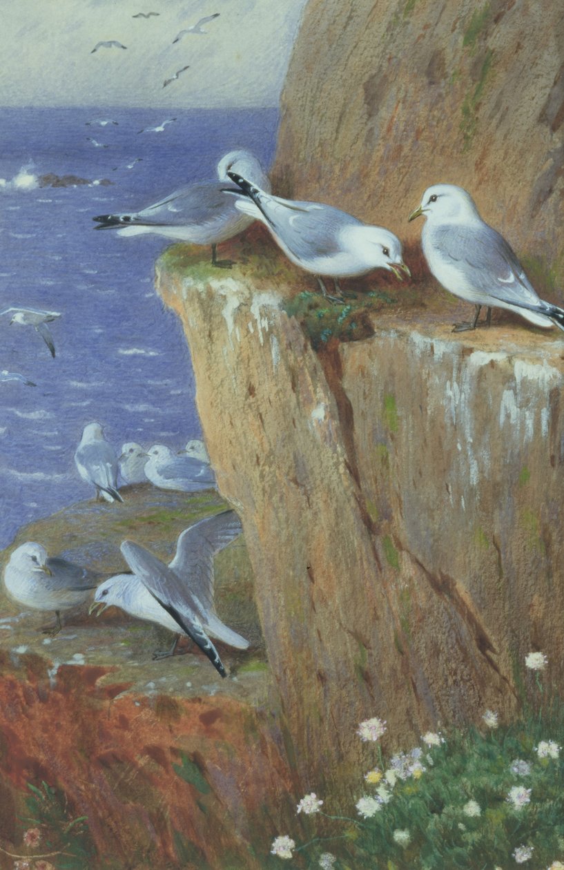 Mewy autorstwa Archibald Thorburn