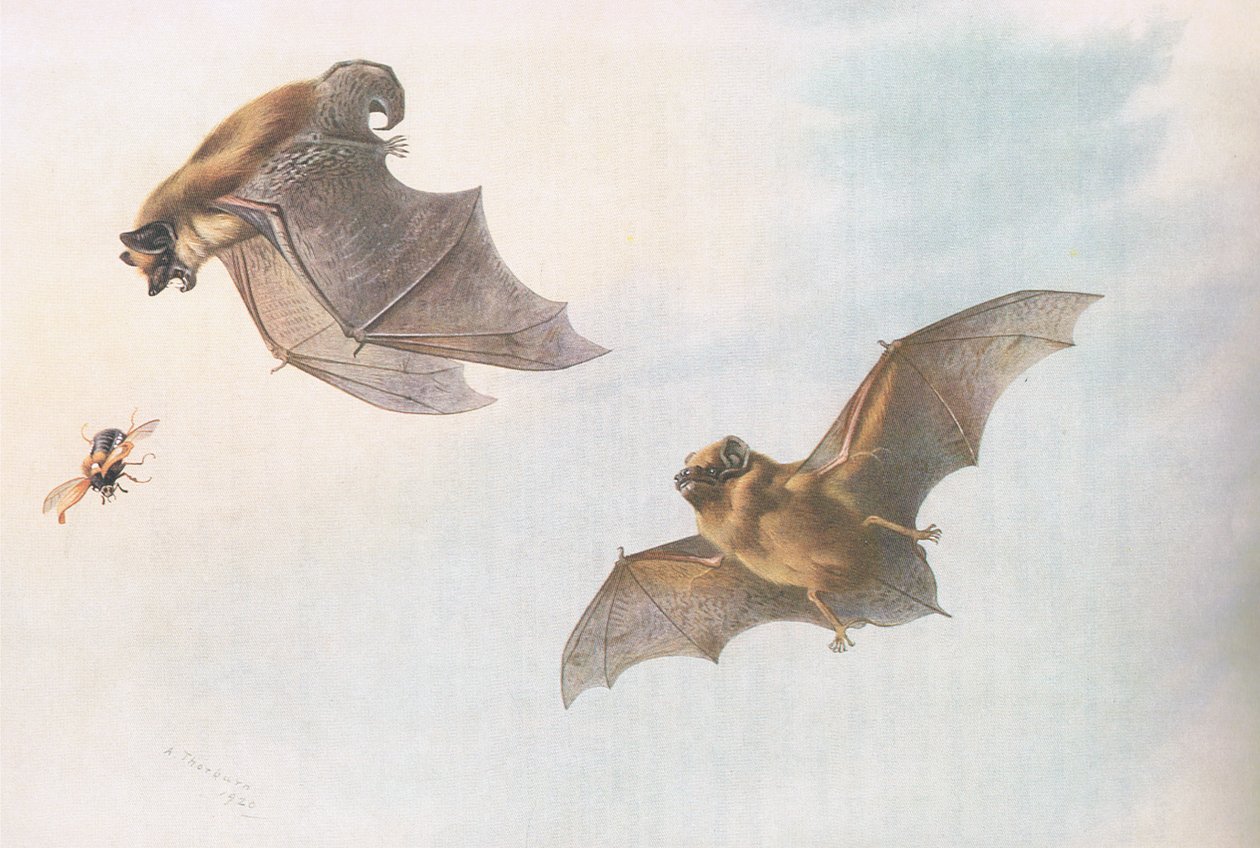 Serotonina i nietoperz Leislera, z Thorburns Mammals opublikowanych przez Longmans and Co, c. 1920 autorstwa Archibald Thorburn