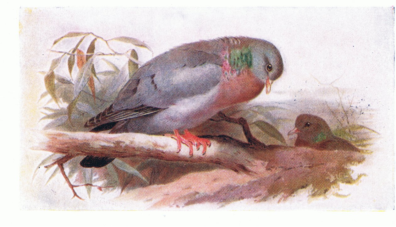 Stock Dove, z Birds of the British Isles and Their Eggs opublikowane przez Frederick Warne & Co Ltd, 1958 autorstwa Archibald Thorburn