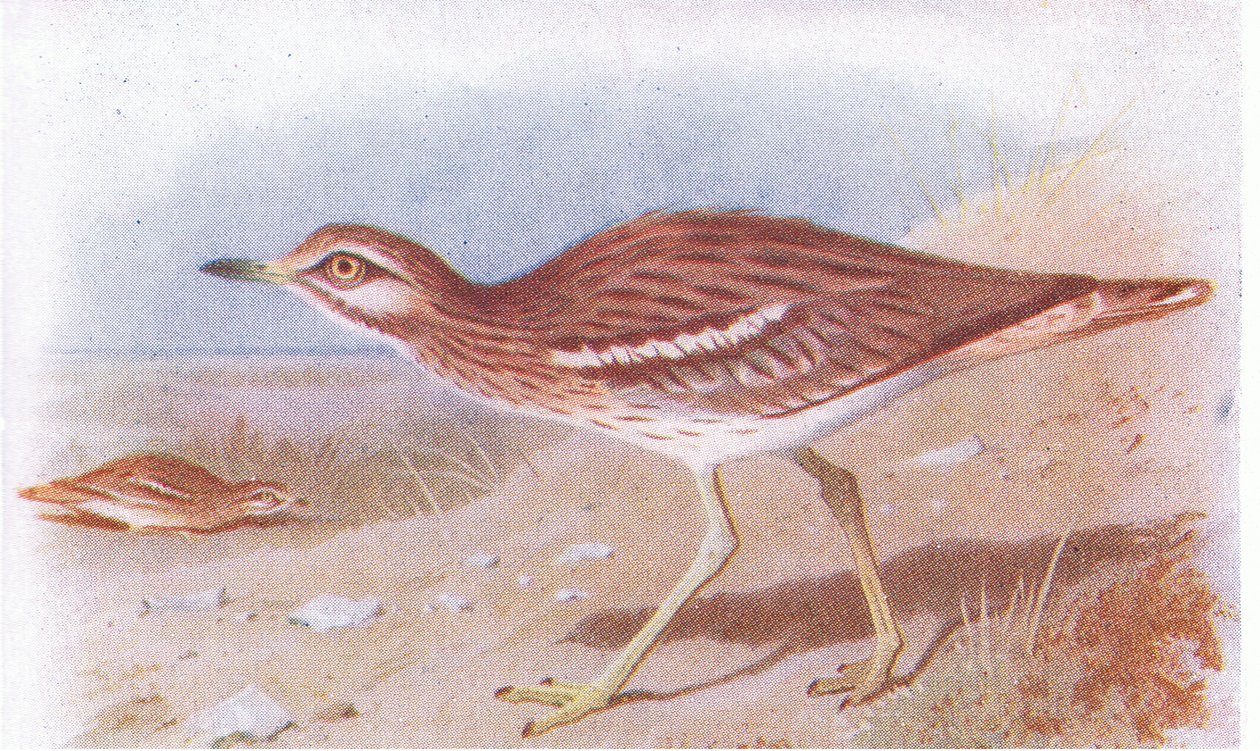 Stone Curlew, z książki Birds of the British Isles and Their Eggs wydanej przez Frederick Warne & Co Ltd, 1958 autorstwa Archibald Thorburn