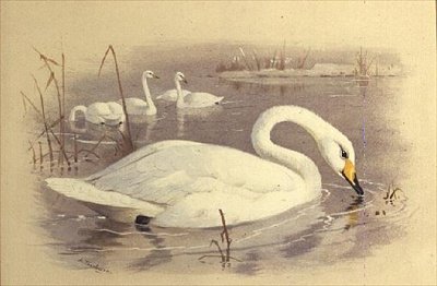 Łabędzie na wodzie autorstwa Archibald Thorburn