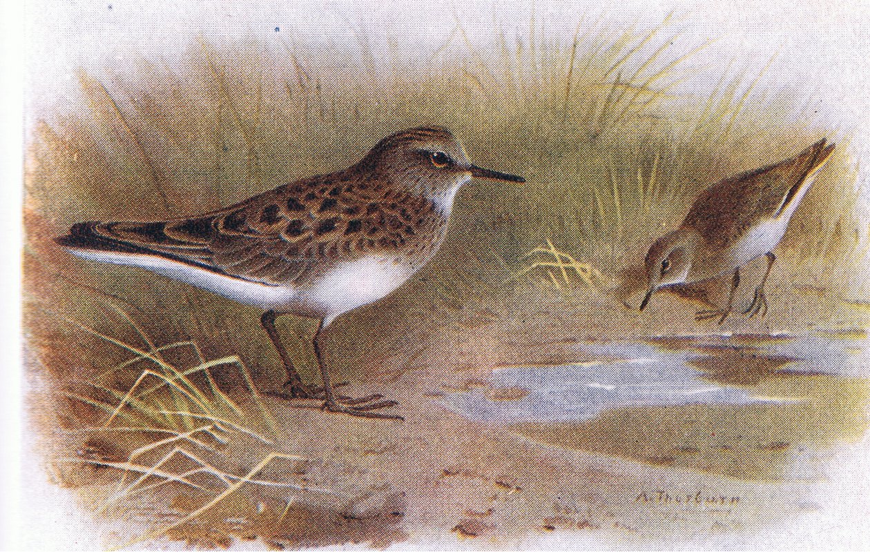 Stint Temmincka, z Birds of the British Isles and Their Eggs, opublikowanej przez Frederick Warne & Co Ltd, 1958 autorstwa Archibald Thorburn