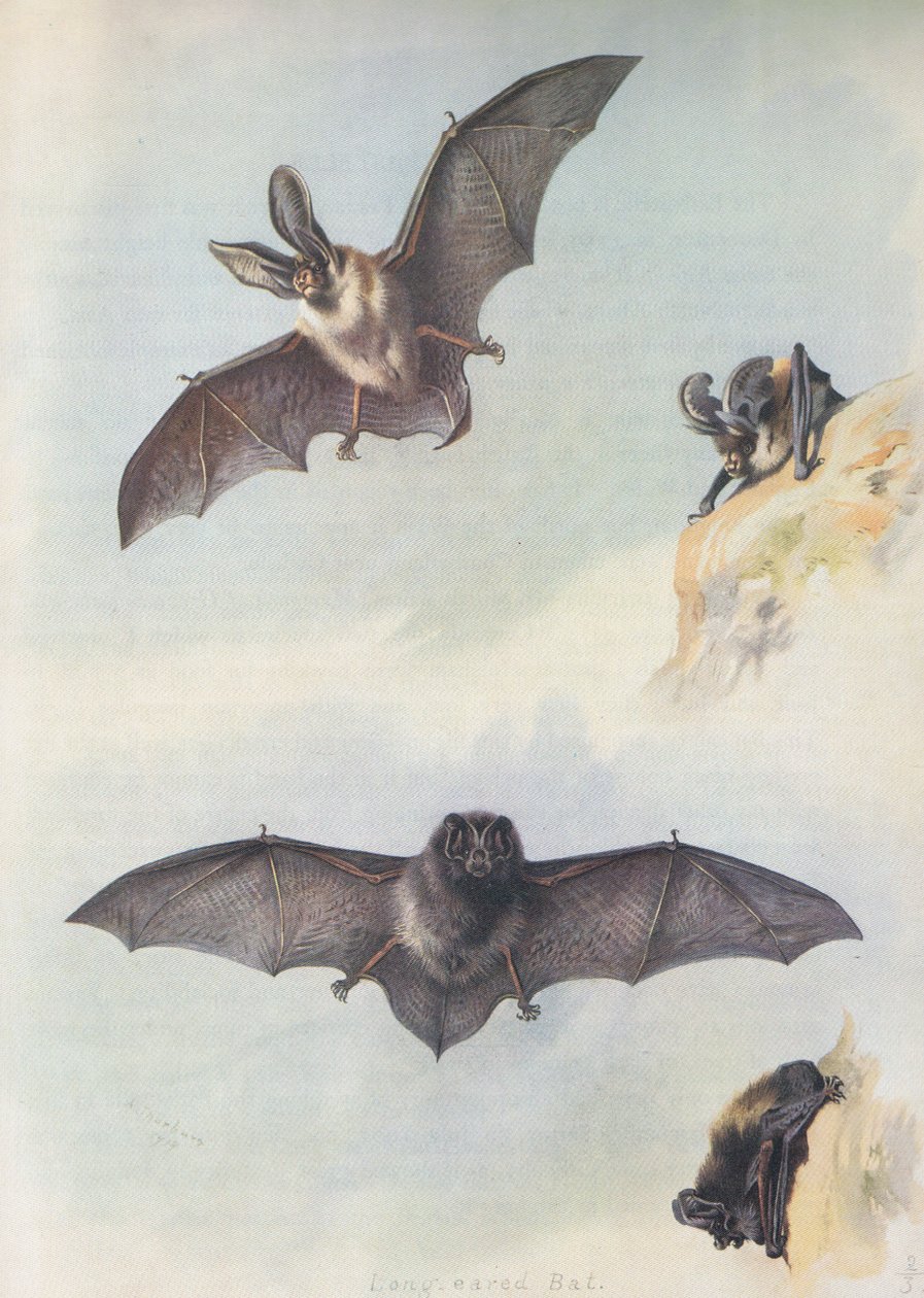 Barbastelle autorstwa Archibald Thorburn