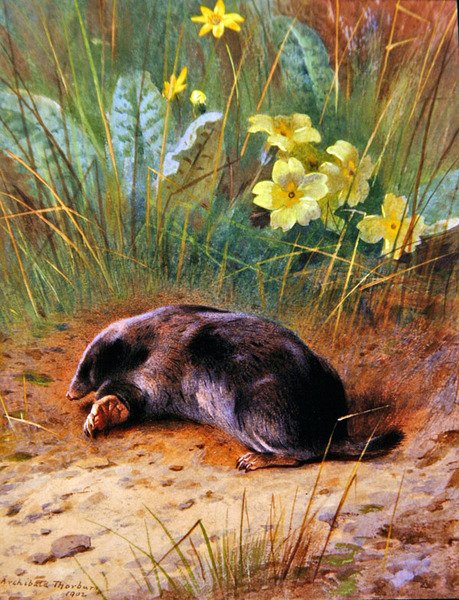 Wspólny Kret autorstwa Archibald Thorburn