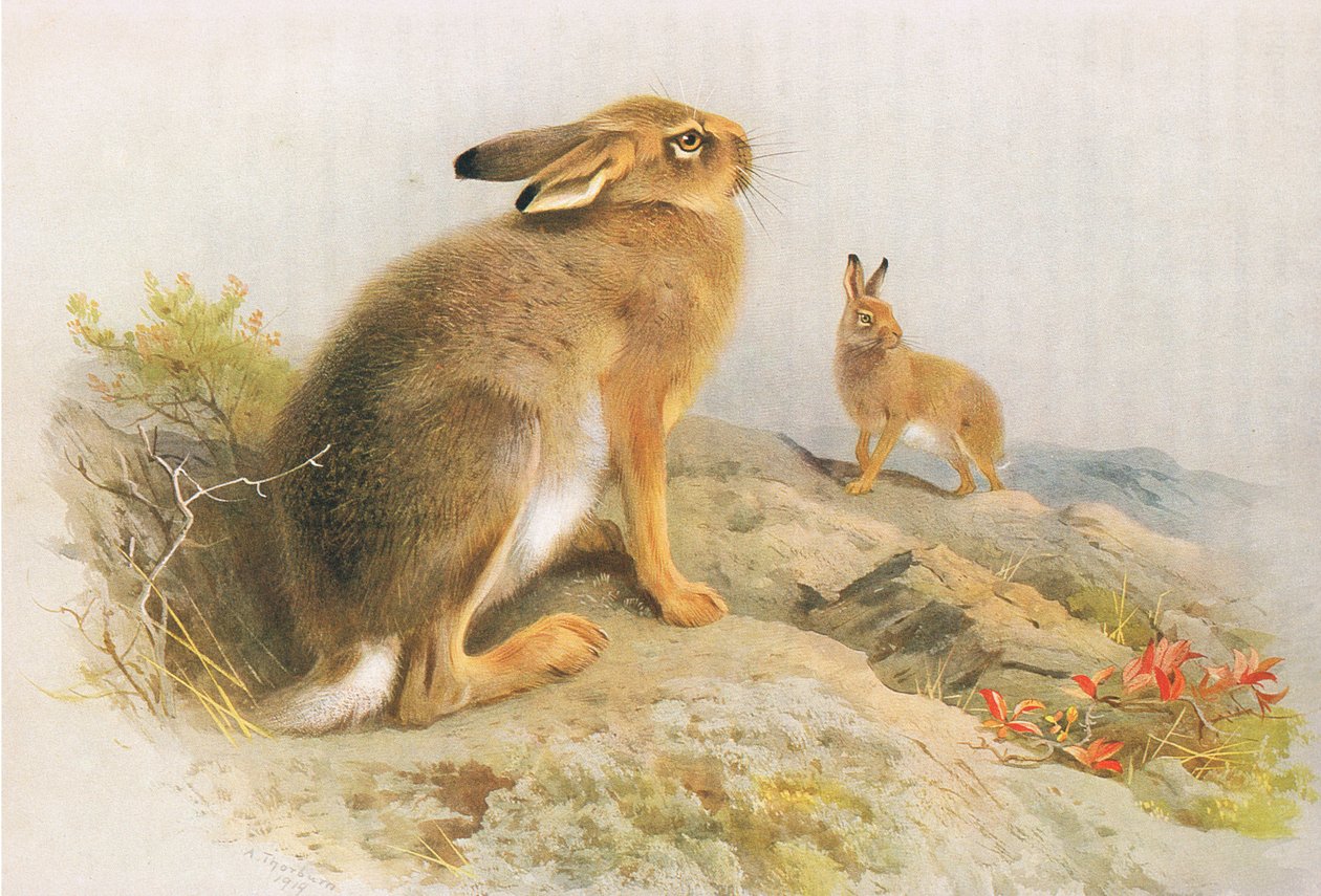 Zając górski i zając irlandzki jesienią, z Thorburns Mammals opublikowanej przez Longmans and Co, 1920 autorstwa Archibald Thorburn