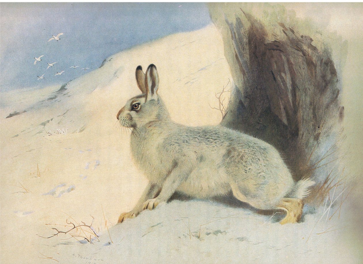 Zając górski zimą , z Thorburns Mammals opublikowanej przez Longmans and Co, c. 1920 autorstwa Archibald Thorburn