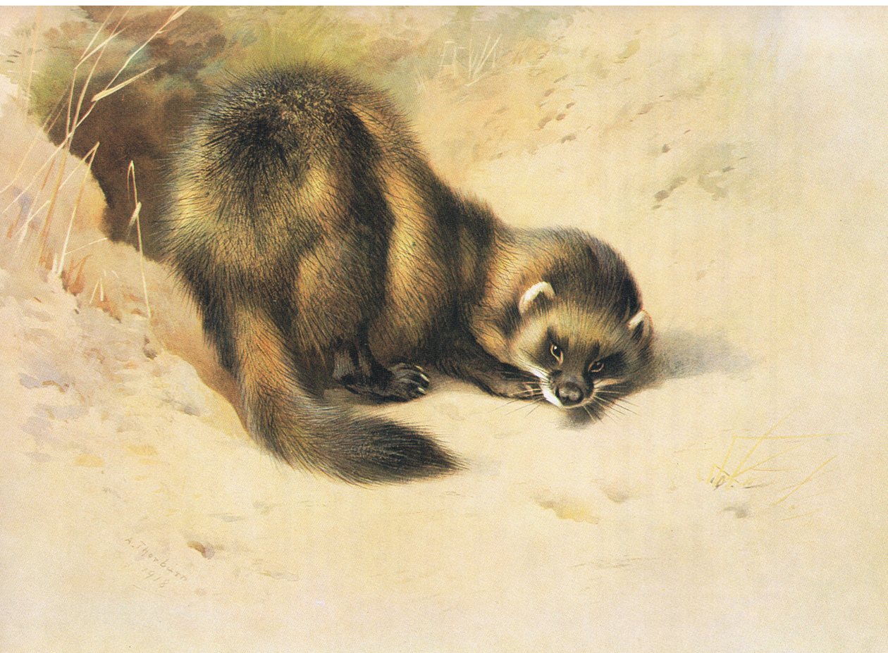 The Polecat, z książki Thorburn