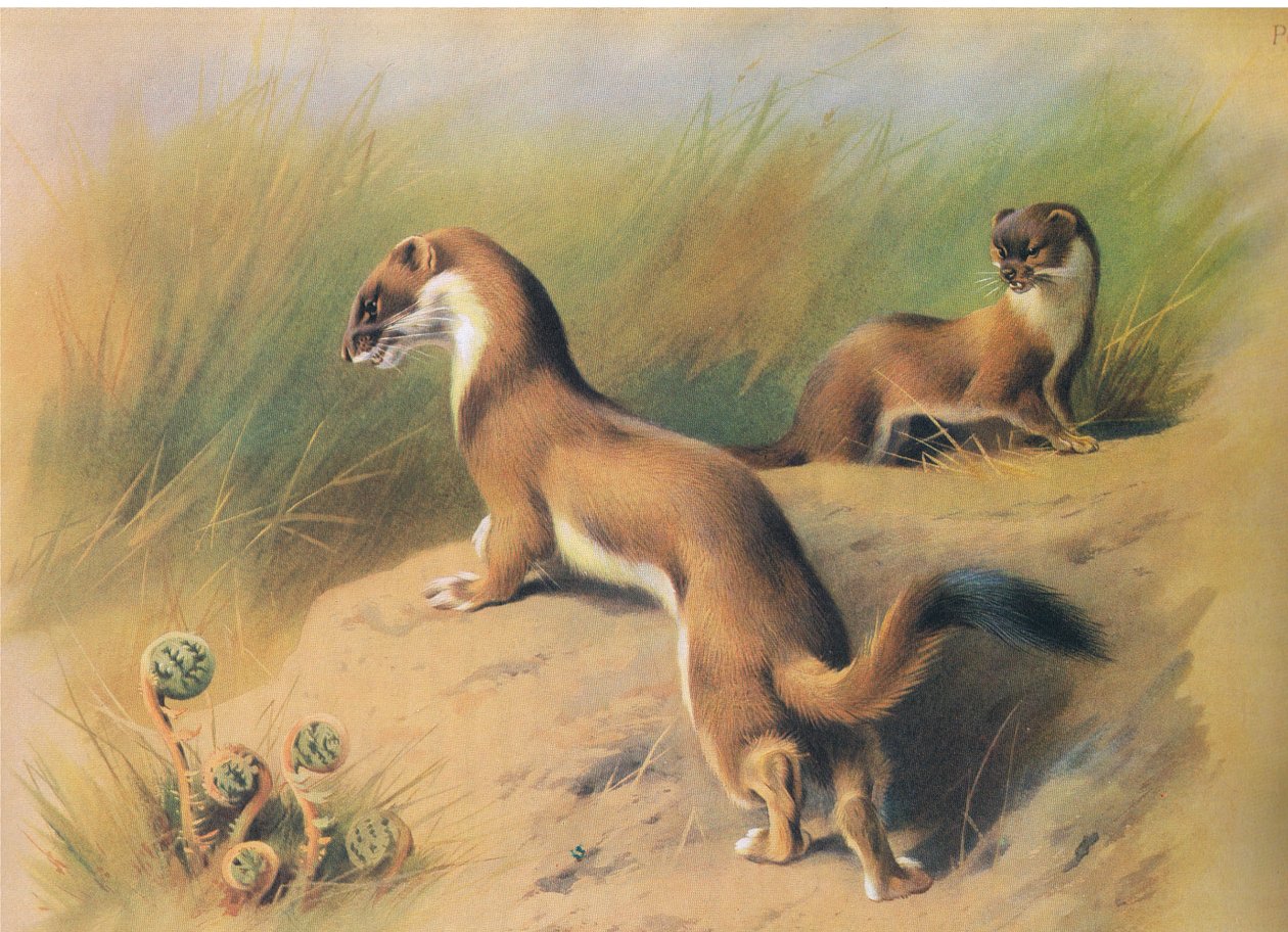 Gronostaj, z Thorburns Mammals opublikowanej przez Longmans and Co, ok. 1930. 1920 autorstwa Archibald Thorburn