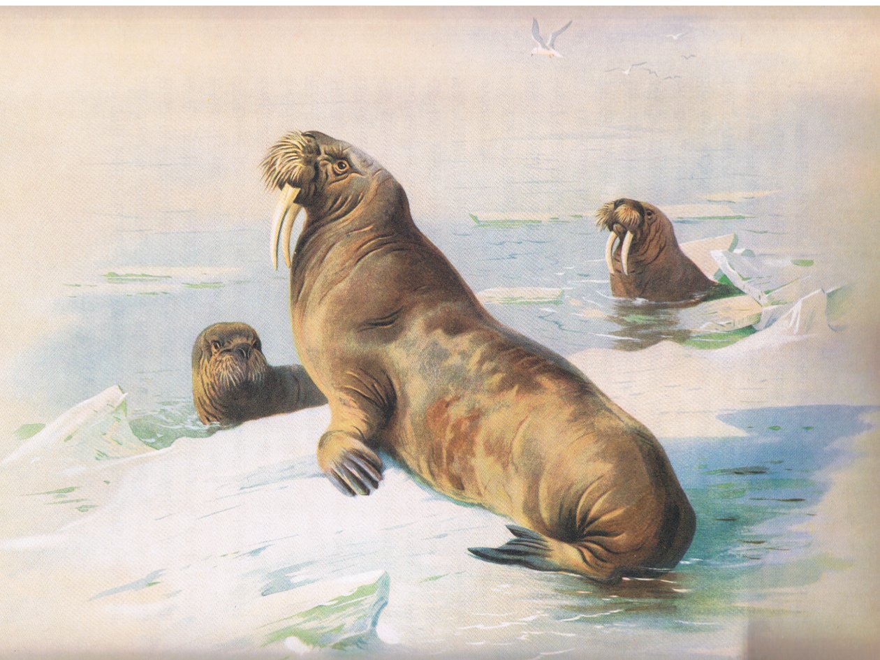 Mors, z Thorburns Mammals opublikowanych przez Longmans and Co, ok. 1930. 1920 autorstwa Archibald Thorburn