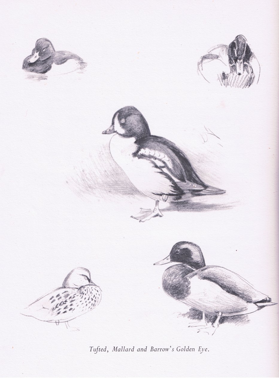 Czernica kaczki, krzyżówki, kurhany Goldeneye, 1938 autorstwa Archibald Thorburn