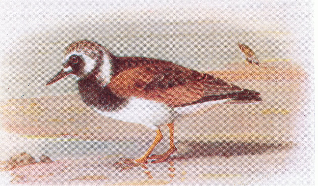 Turnstone, z książki Birds of the British Isles and Their Eggs wydanej przez Frederick Warne & Co Ltd, 1958 autorstwa Archibald Thorburn