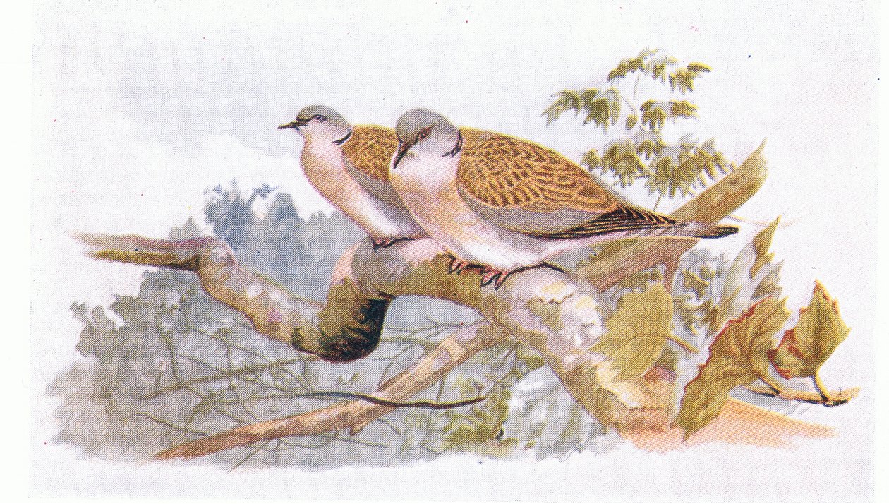 Turtle Dove, z książki Birds of the British Isles and Their Eggs opublikowanej przez Frederick Warne & Co Ltd, 1958 autorstwa Archibald Thorburn
