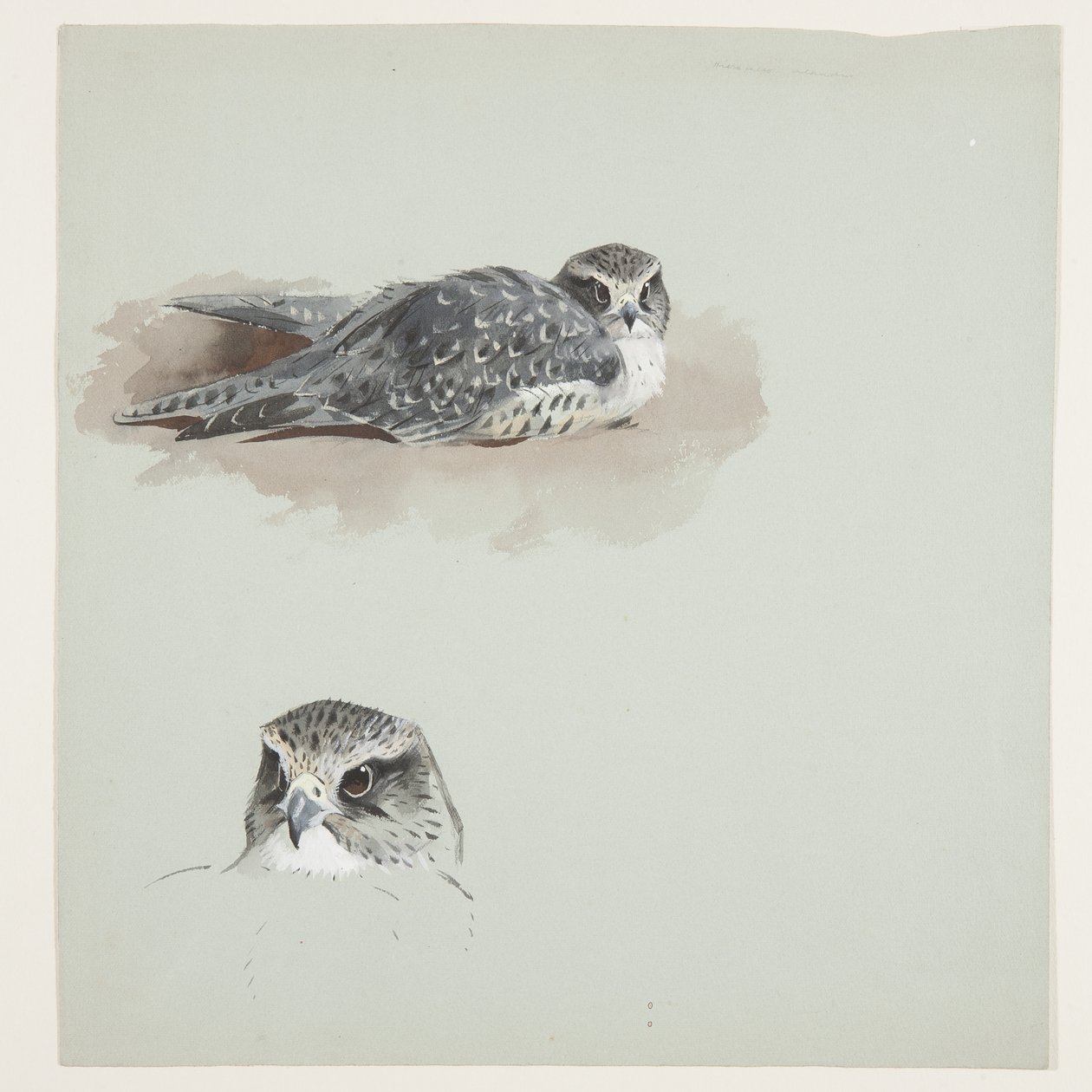 Dwa kolorowe szkice merlina, ok. 1915 (akwarela i farba do ciała na ołówku na papierze) autorstwa Archibald Thorburn