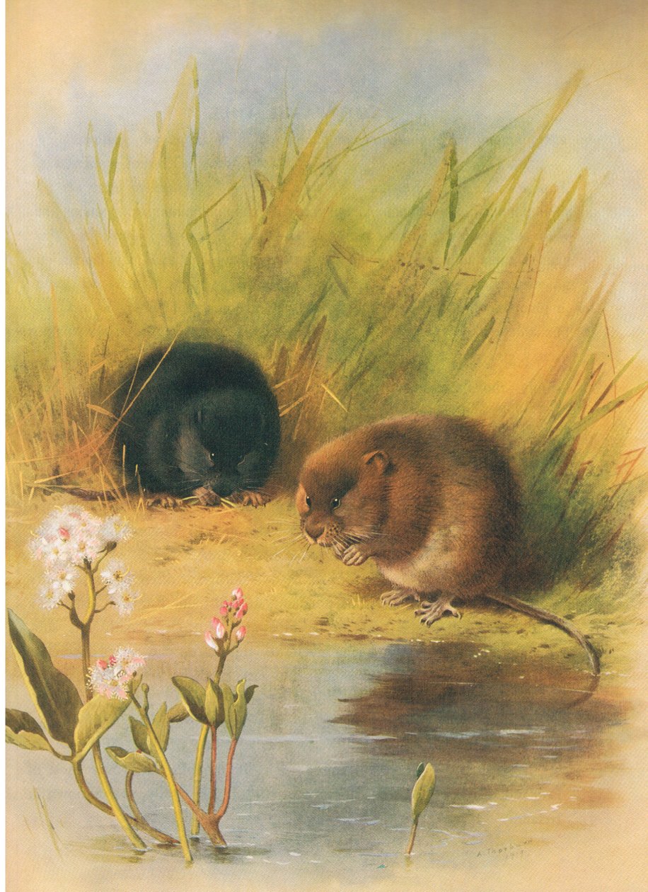 Water Vole, z książki Thorburn