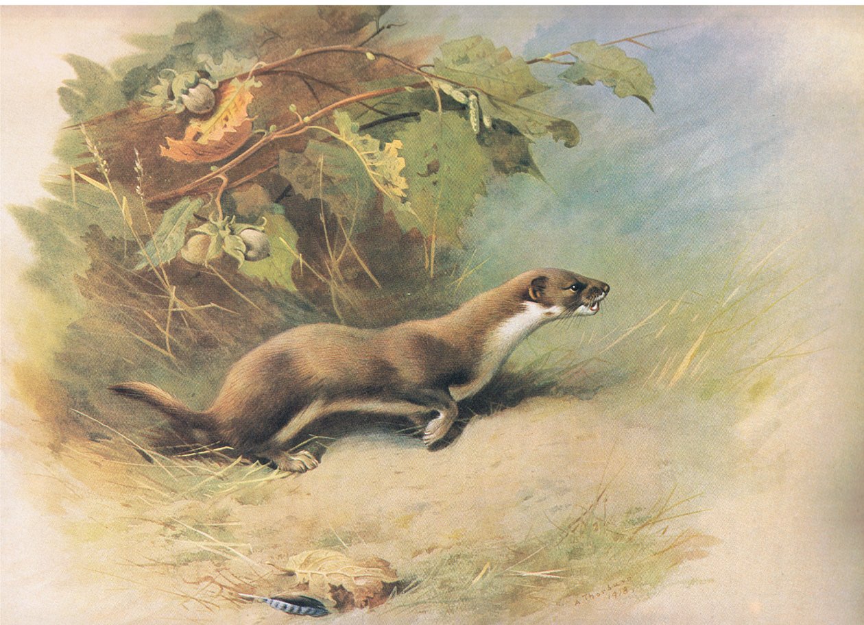 Weasel, z Thorburns Mammals opublikowanej przez Longmans and Co, 1920 autorstwa Archibald Thorburn