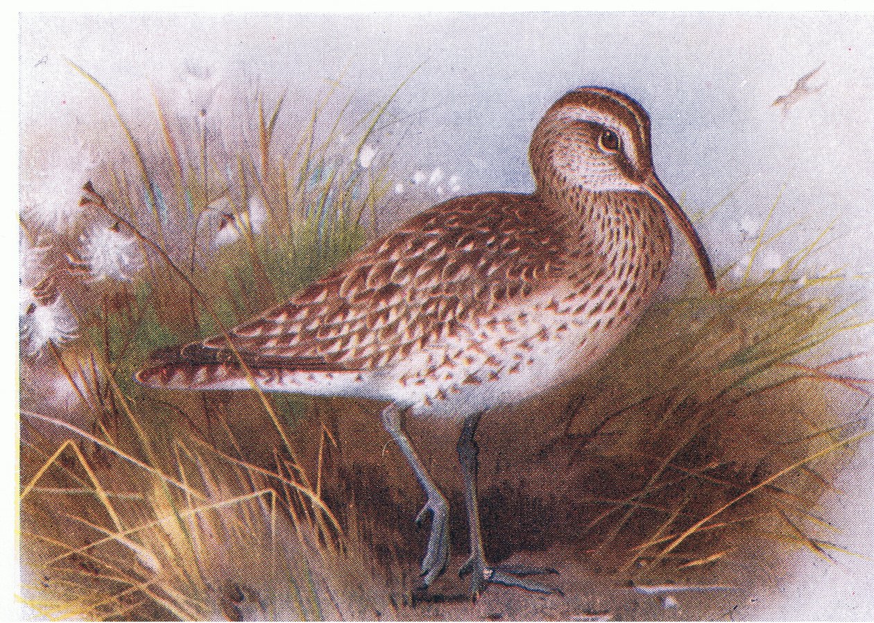 Whimbrel, z książki Birds of the British Isles and Their Eggs wydanej przez Frederick Warne & Co Ltd, 1958 autorstwa Archibald Thorburn