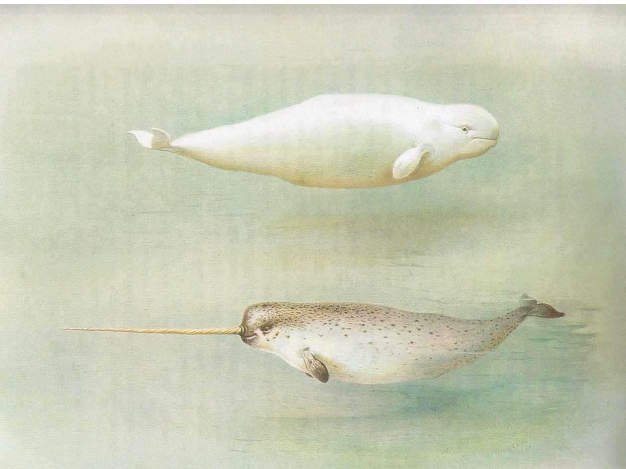 White Whale and Narwhal, z Thorburns Mammals wydanej przez Longmans and Co, ok. 1930. 1920 autorstwa Archibald Thorburn