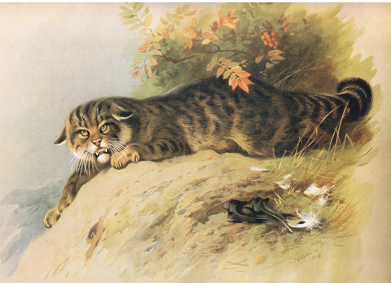 Wild Cat, z Thorburns Mammals wydanej przez Longmans and Co, ok. 1930. 1920 autorstwa Archibald Thorburn