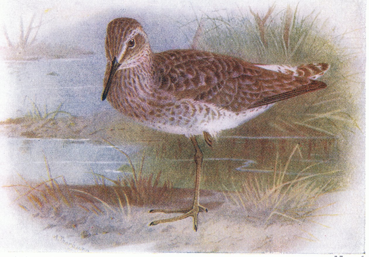 Wood Sandpiper, z Birds of the British Isles and Their Eggs opublikowanej przez Frederick Warne & Co Ltd, 1958 autorstwa Archibald Thorburn