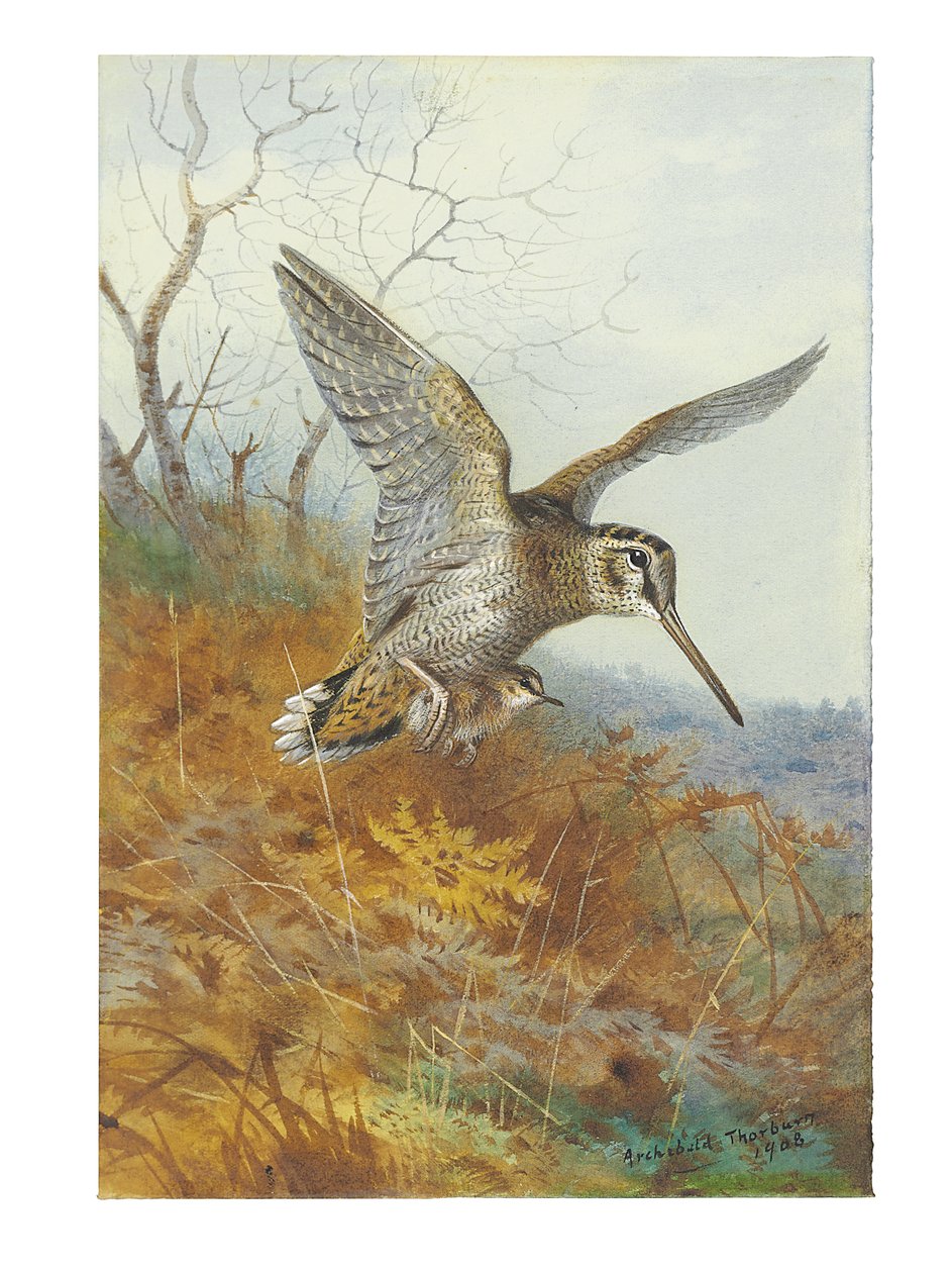Słonka i młody autorstwa Archibald Thorburn